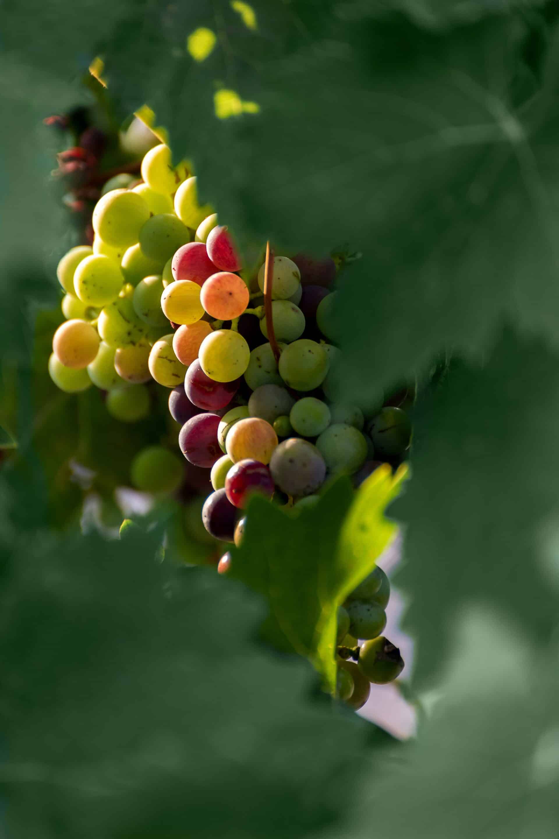 Carlos J. Platero, Arwed Funck y Carlos Maldonado ganadores del I Concurso fotográfico del Envero en Cigales